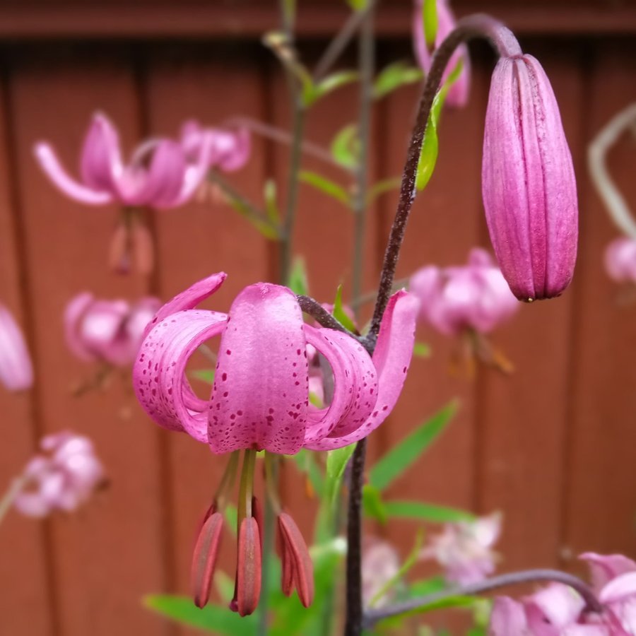 Krollilja lökar perenn Lilium martagon