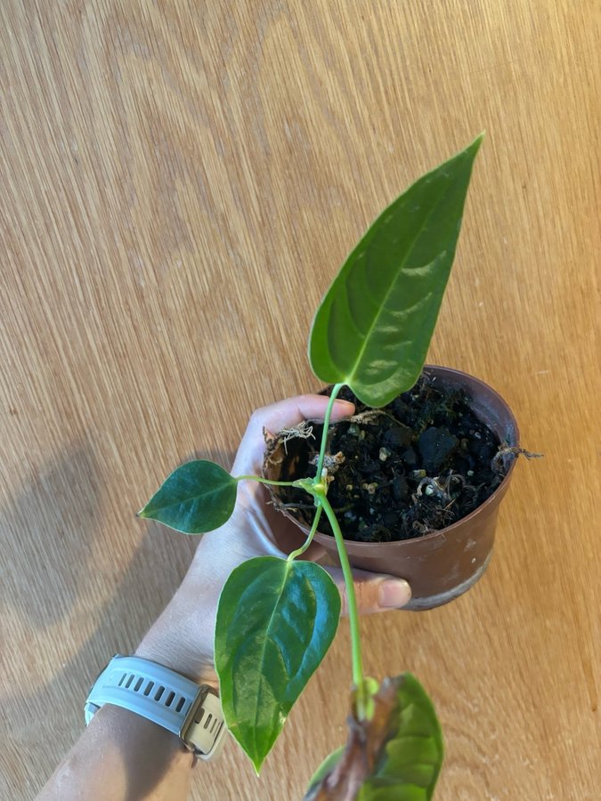 Anthurium Veitchii (Wide Form)