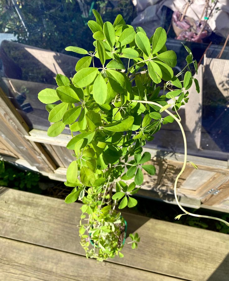 Fembladig Akebia Planta 80-100 cm (Akebia quinata)