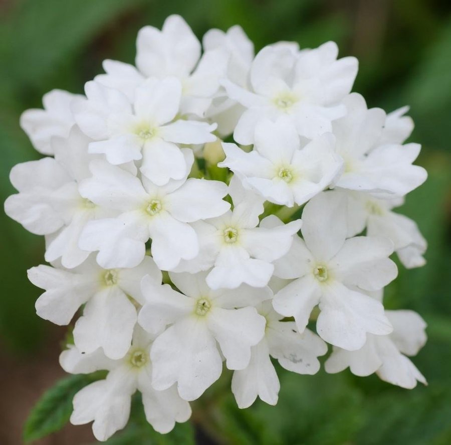 Verbena vit, höjd 25 cm, blommar juni-oktober, 40 frön