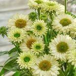 Echinacea solhatt Sunseekers White Perfection