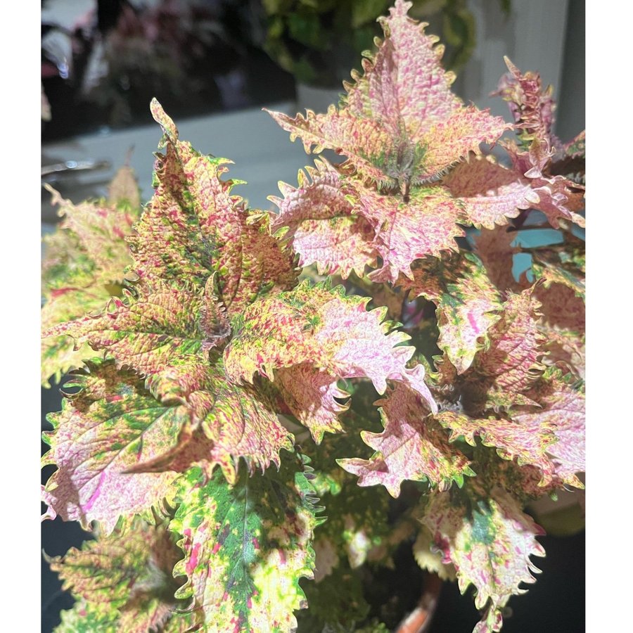 Palettblad/coleus stickling, BANDIT QUEEN