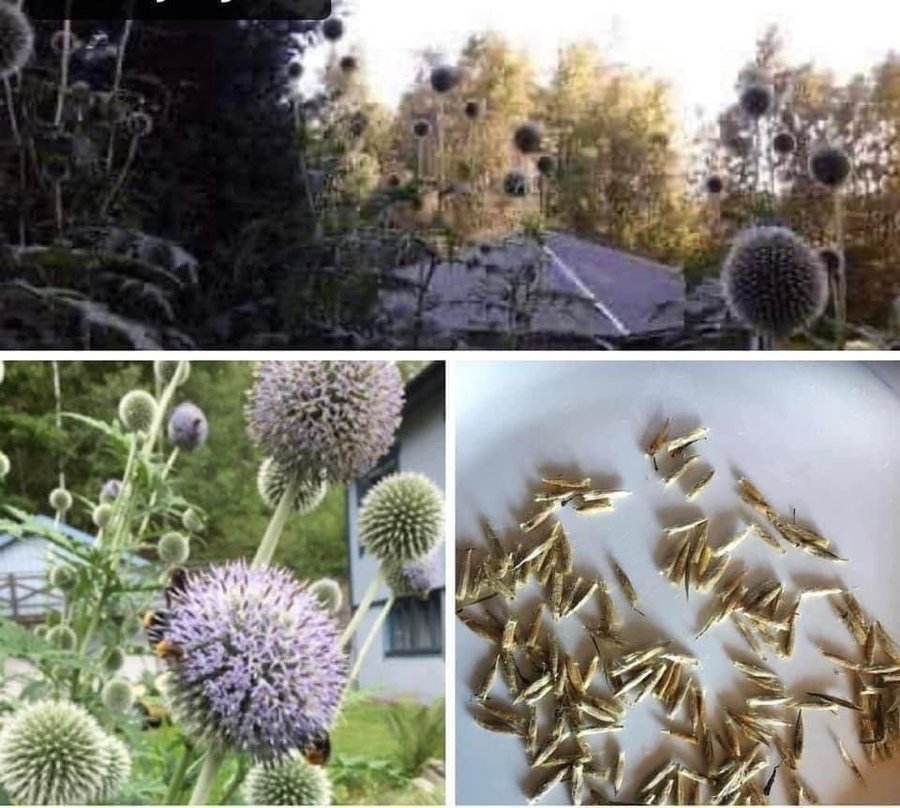 20 st frön Blå bolltistel perenn växt