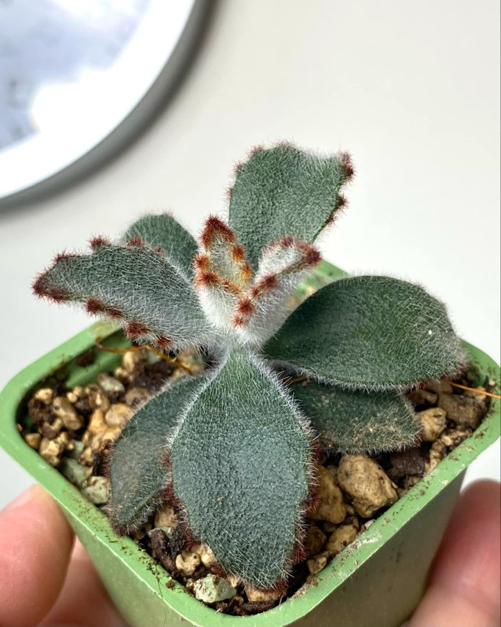 Kalanchoe tomentosa nigra