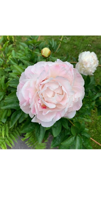 Vacker mothers choice Pion Paeonia pioner Peony blommor perenn