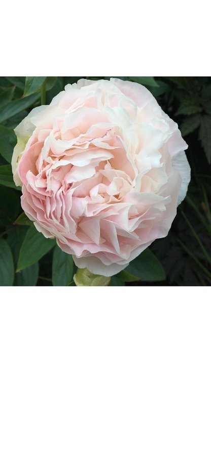 Vacker mothers choice Pion Paeonia pioner Peony blommor perenn