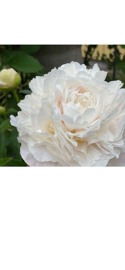 Vacker mothers choice Pion Paeonia pioner Peony blommor perenn