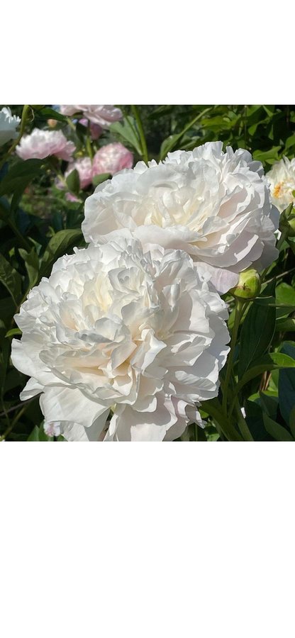 Vacker mothers choice Pion Paeonia pioner Peony blommor perenn