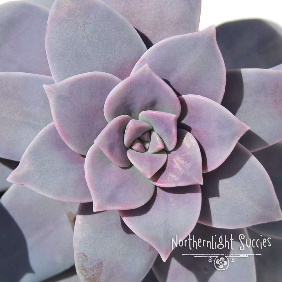 Graptopetalum Superbum - 1 stor fin planta!