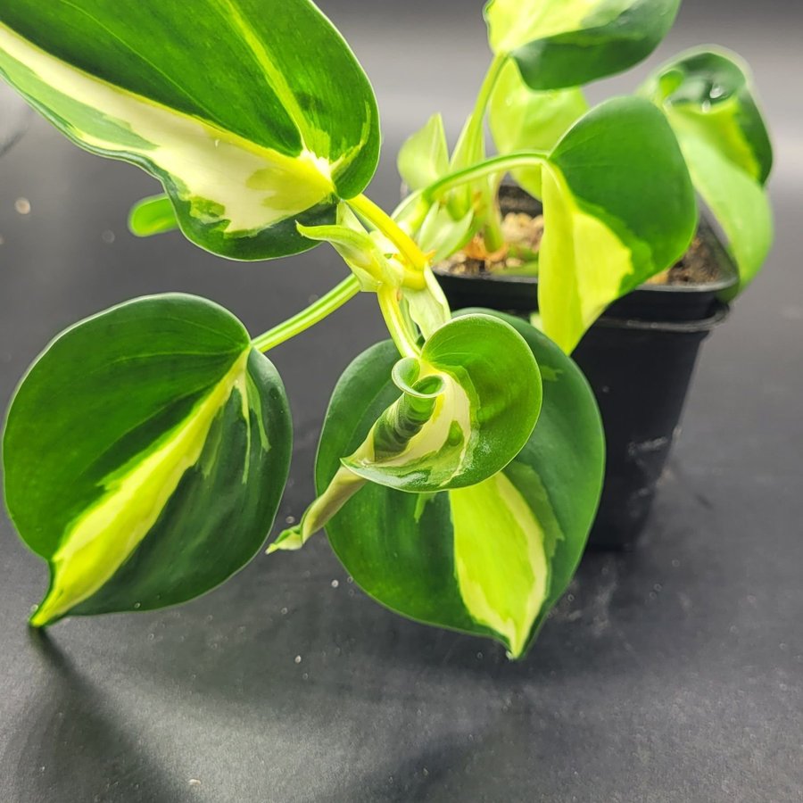 Philodendron cream splash