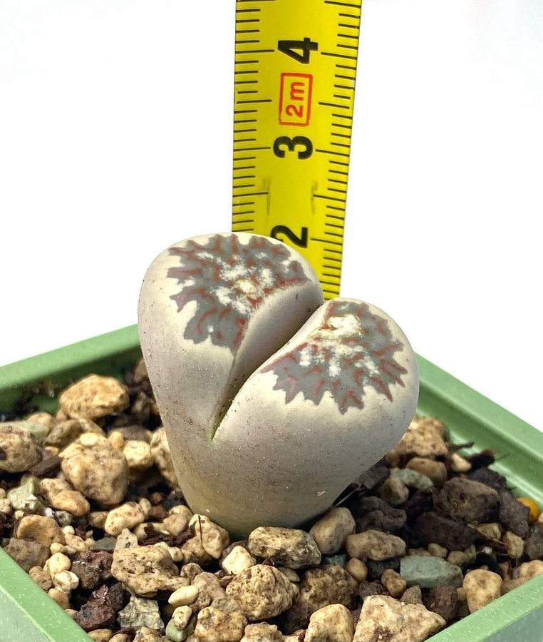 Lithops ”Dorotheae"