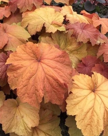 Heuchera villosa 'XL Mega Caramel