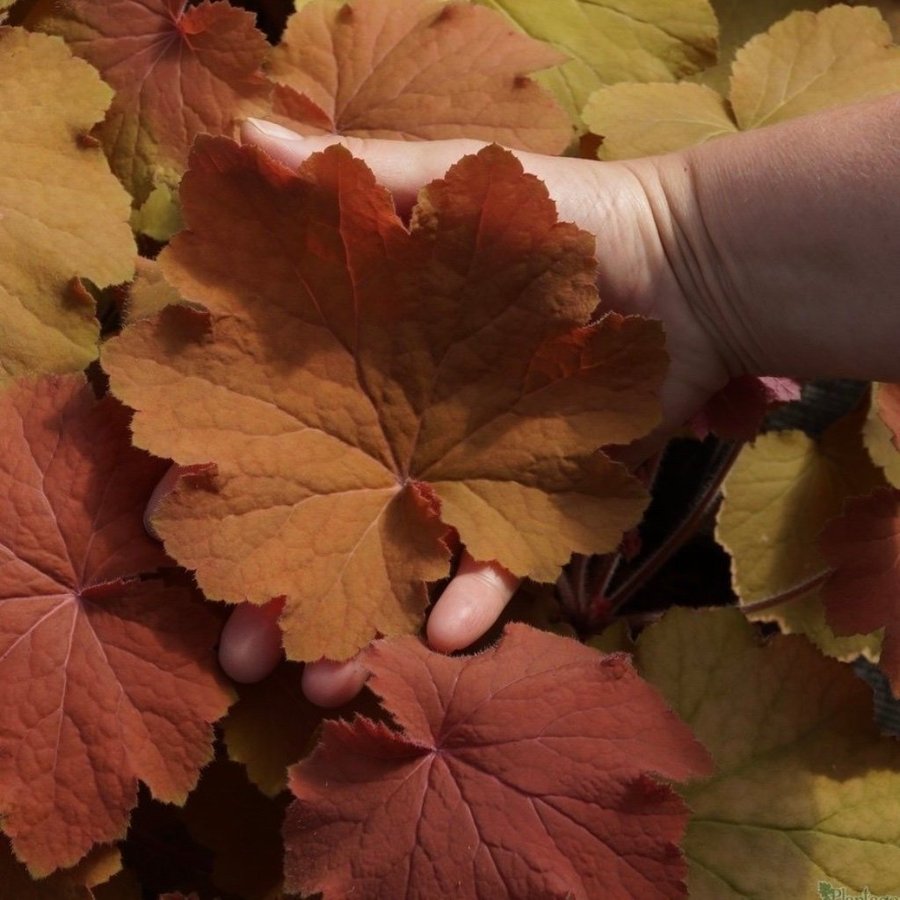 Heuchera villosa 'XL Mega Caramel