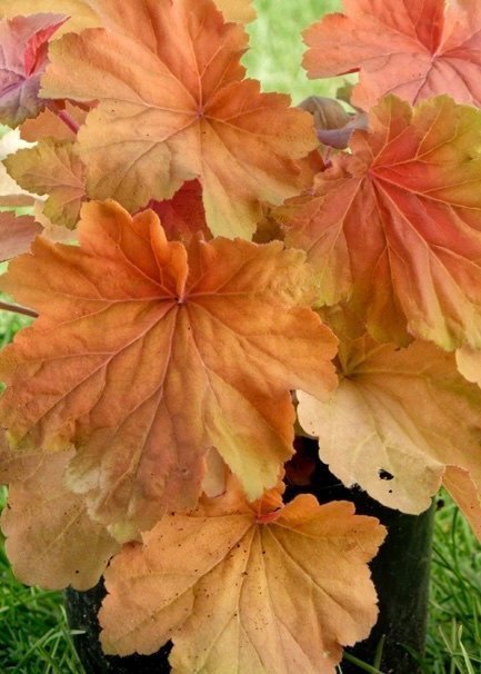 Heuchera villosa 'XL Mega Caramel