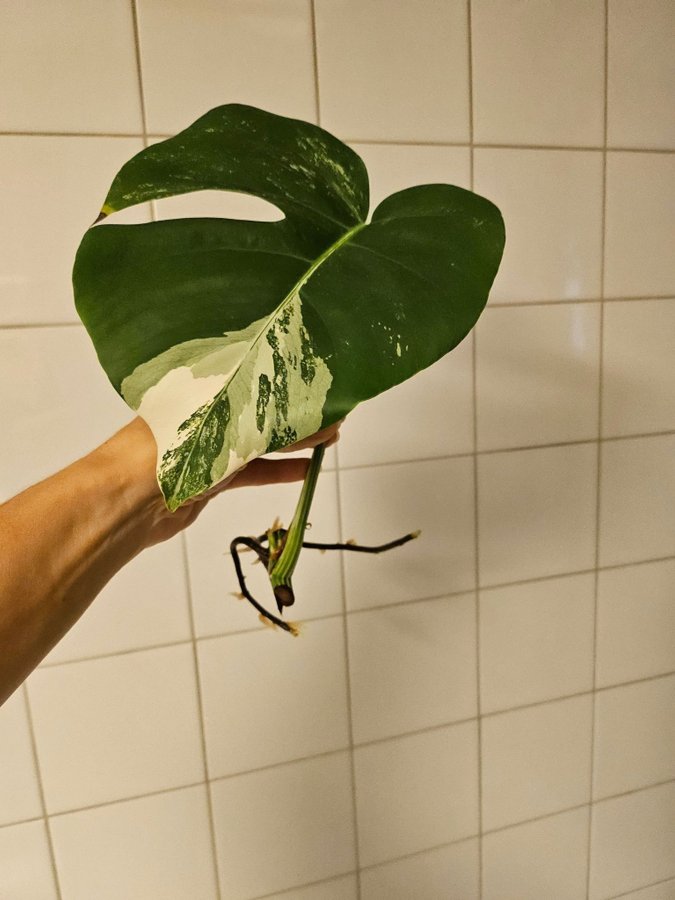 Monstera variegata