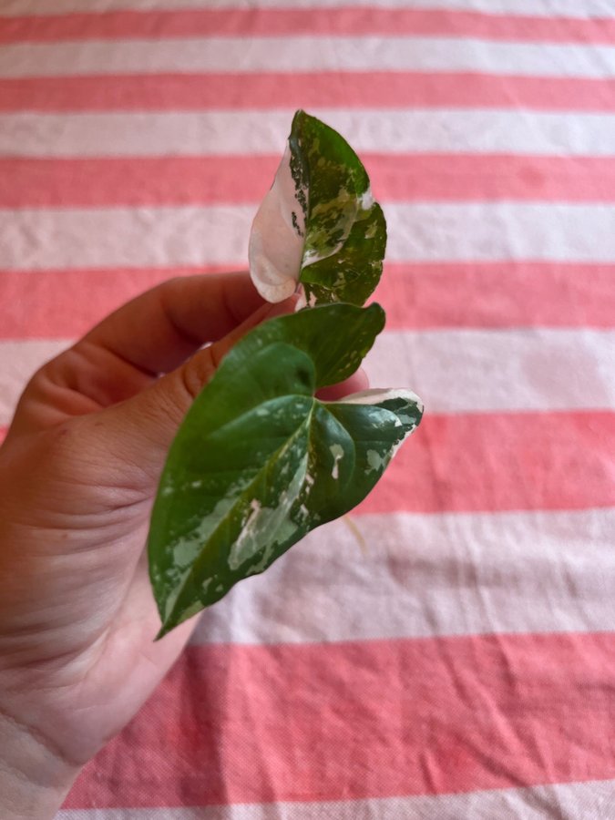 Syngonium podophyllum ’Albo Variegata’