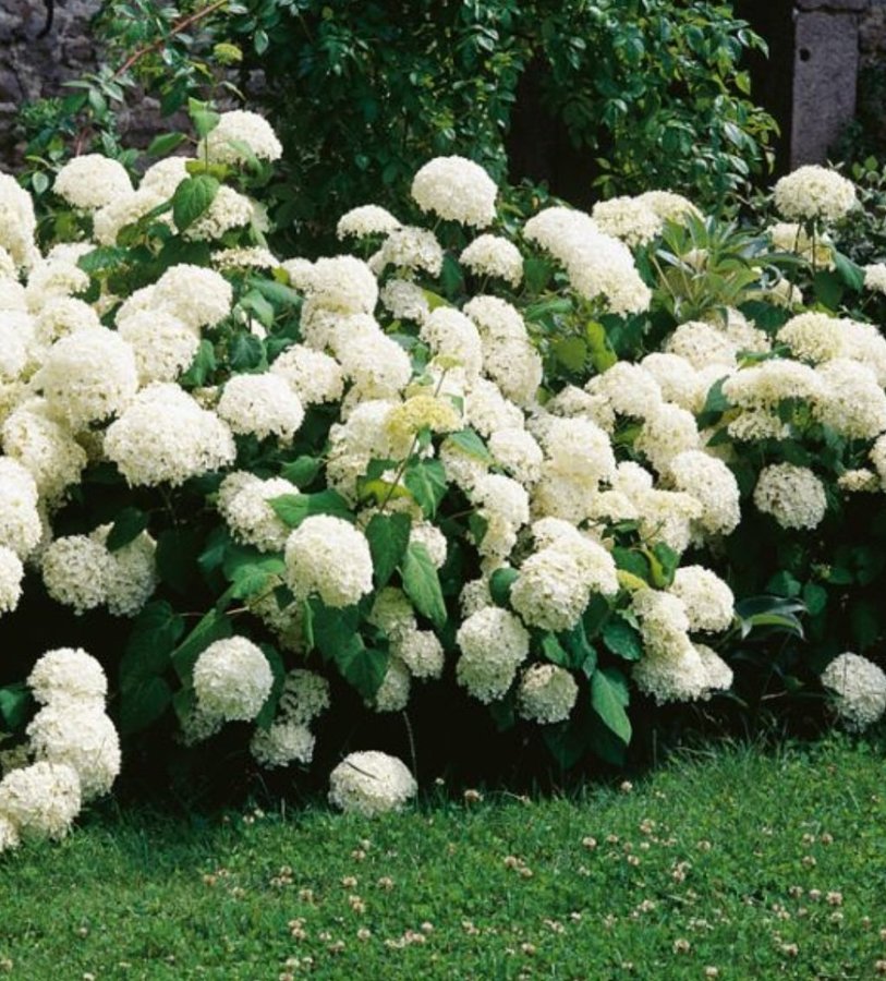 Vidjehortensia Annabelle Hydrangea arborescens