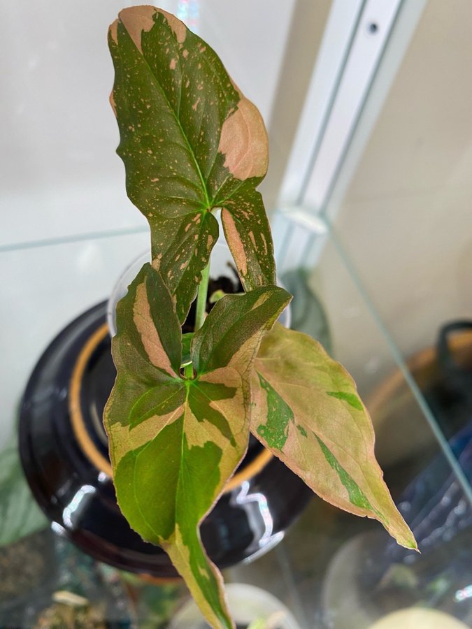 Syngonium Podophyllum Pink Splash