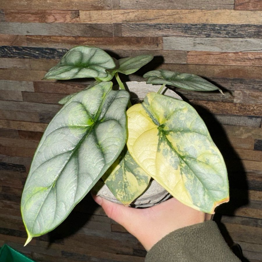 Alocasia Silver Dragon Aurea skud