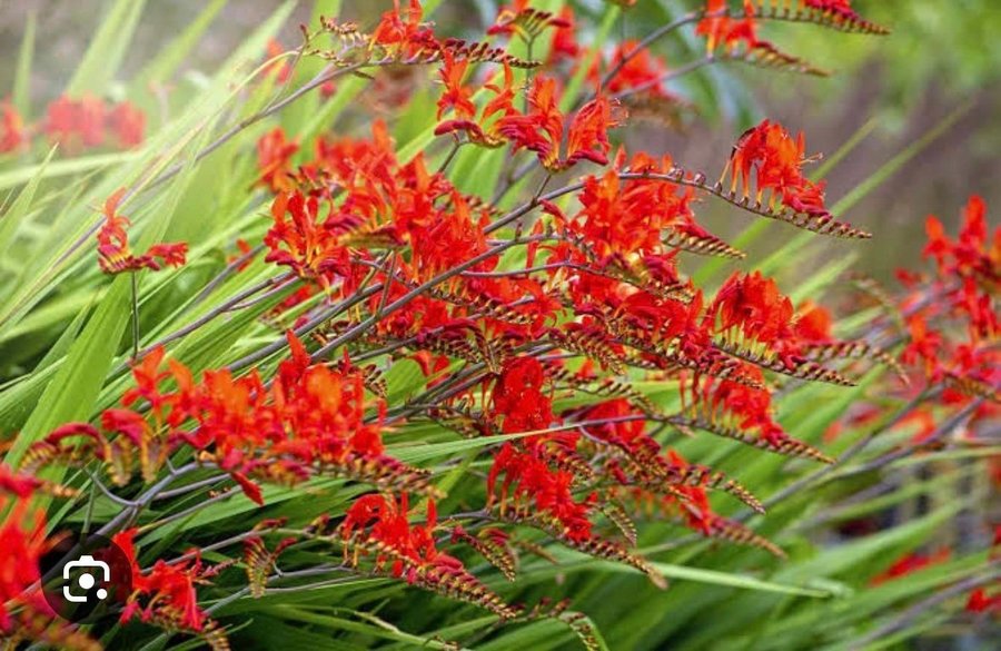 Montbretia