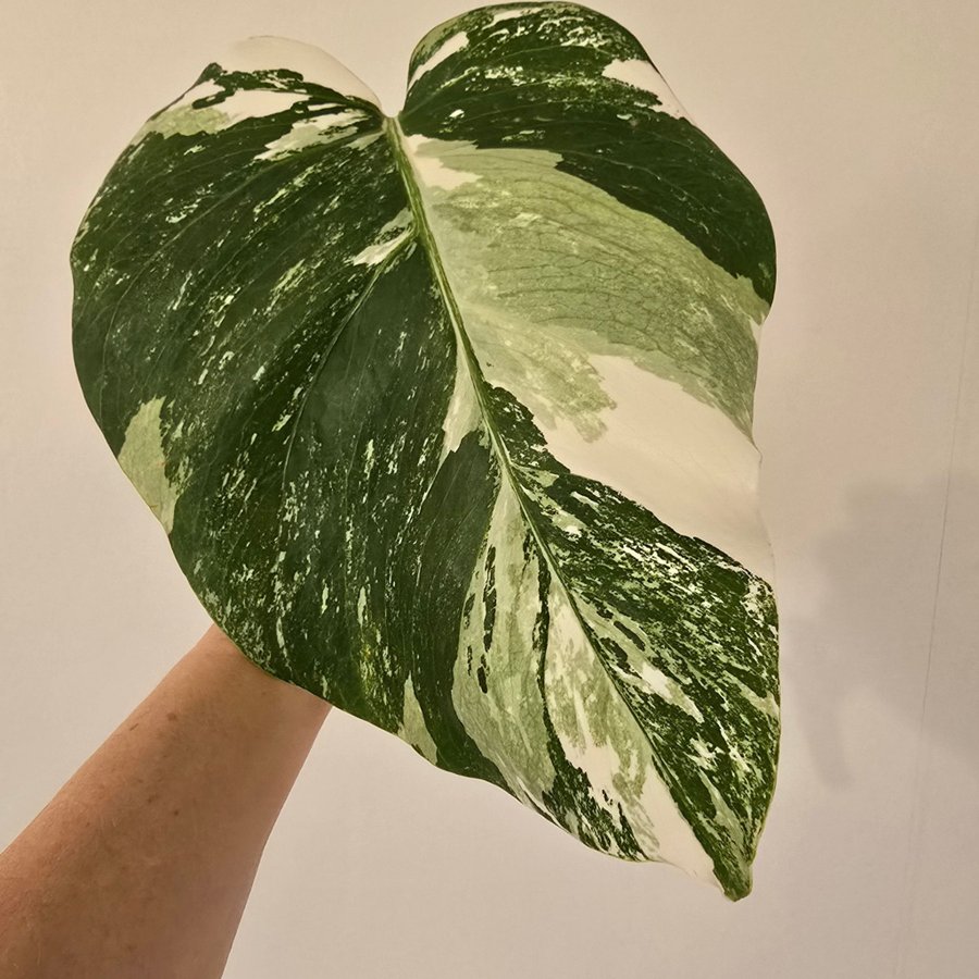 Monstera Variegata Albo small form