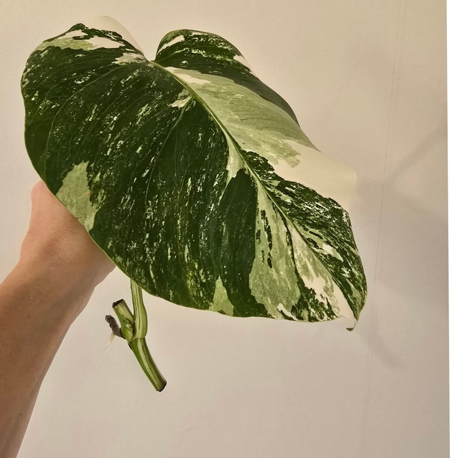 Monstera Variegata Albo small form