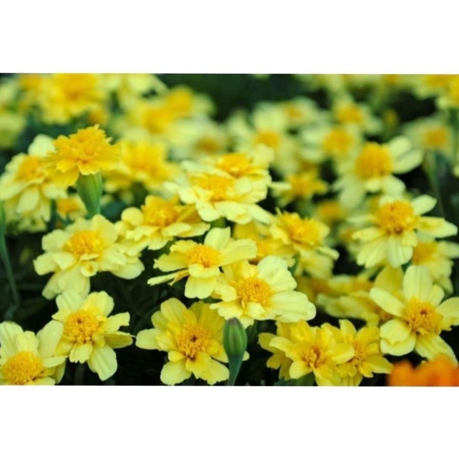 Tagetes "Alumia Vanilla Cream"