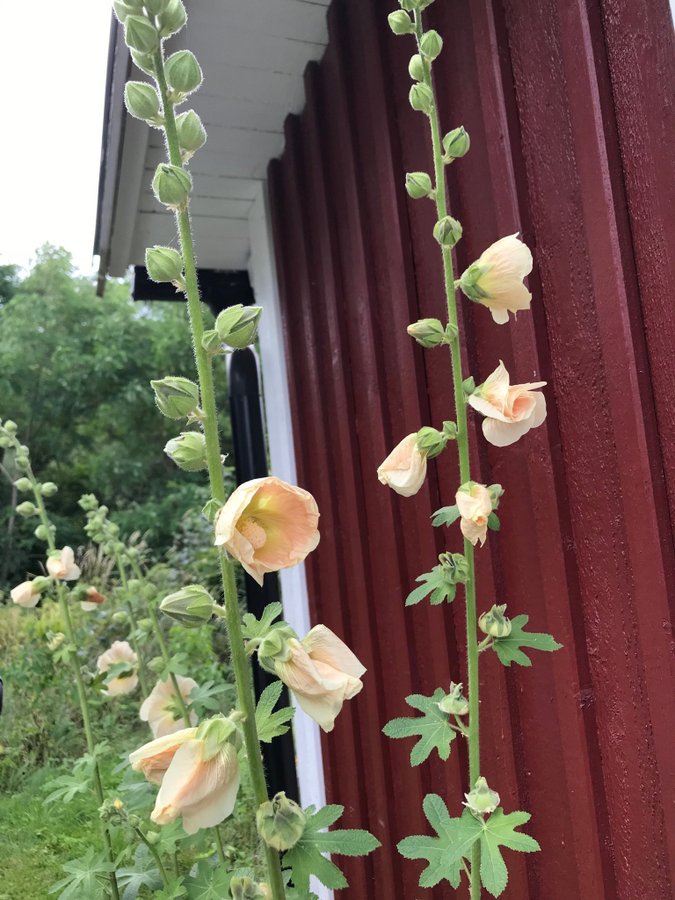 STOCKROS - Gul-rosa "champagne"