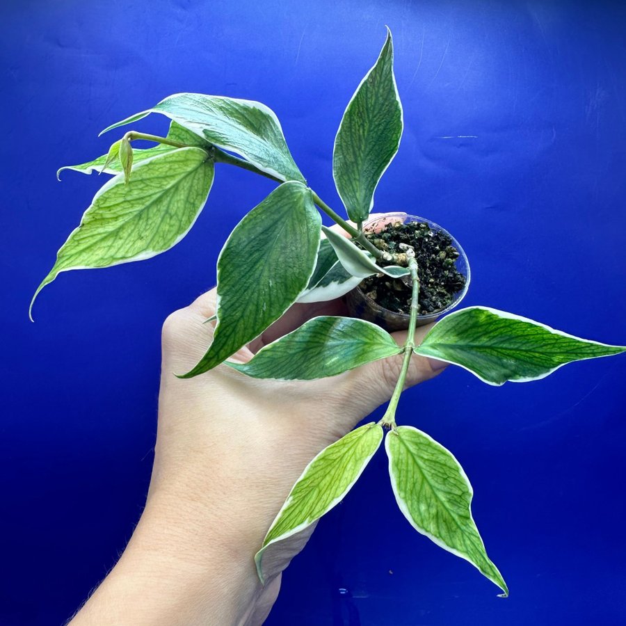 Hoya polyneura ’albomarginata’ - rotad stickling