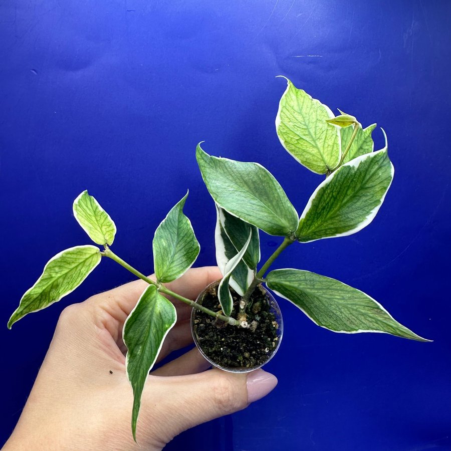 Hoya polyneura ’albomarginata’ - rotad stickling