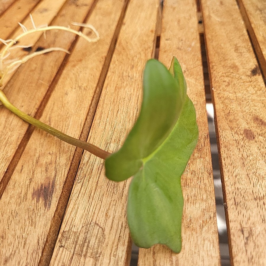 Philodendron stickling