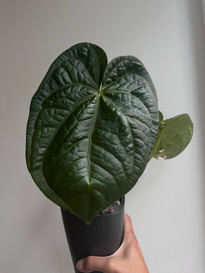 Anthurium Magnificum x Luxurians