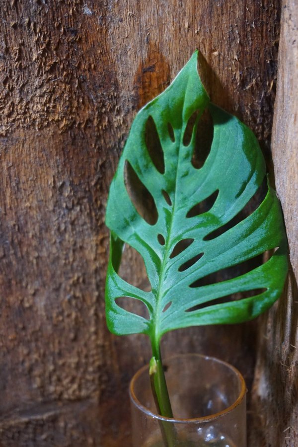 Monstera adansonii ssp. laniata "Double Window"