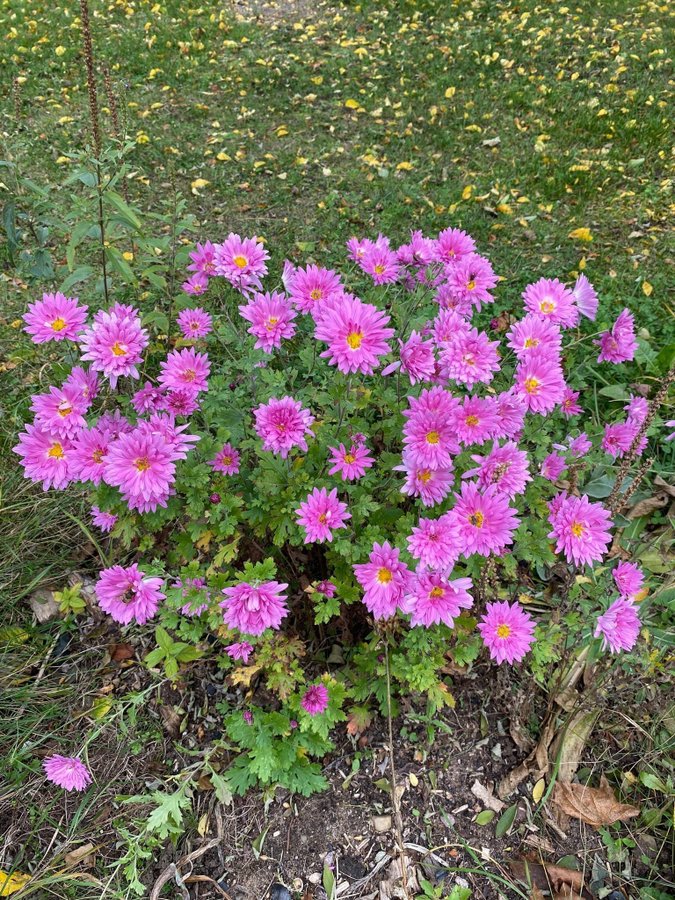 Krysantemum perenn från Balkan 5 st