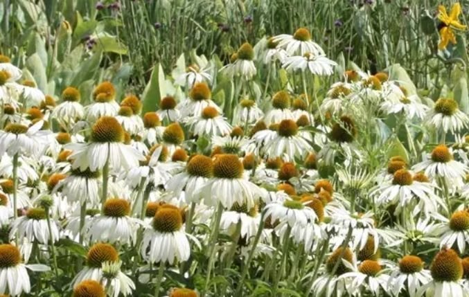 Echinacea purpurea White Swan