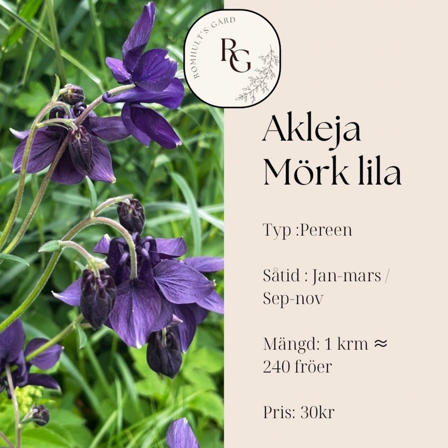 Akleja Mörk Lila Fröer