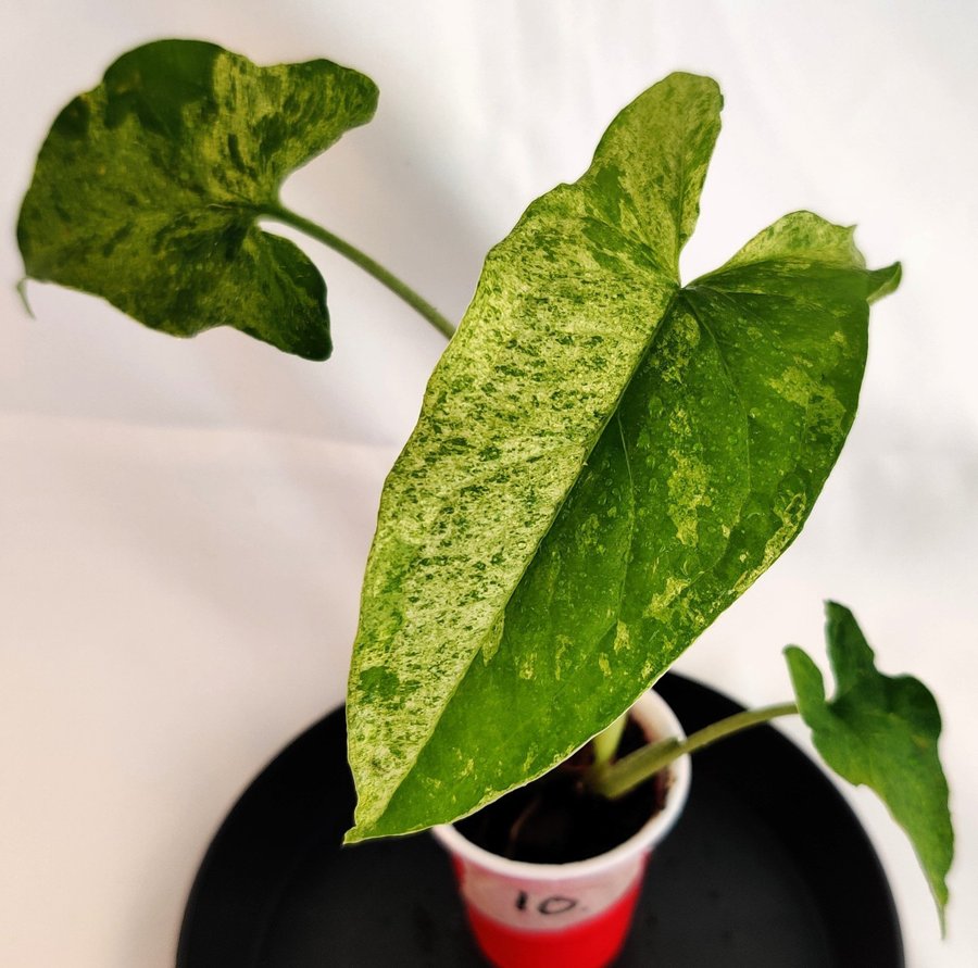 Syngonium podophyllum ’Mottled Mojito’ nr 10