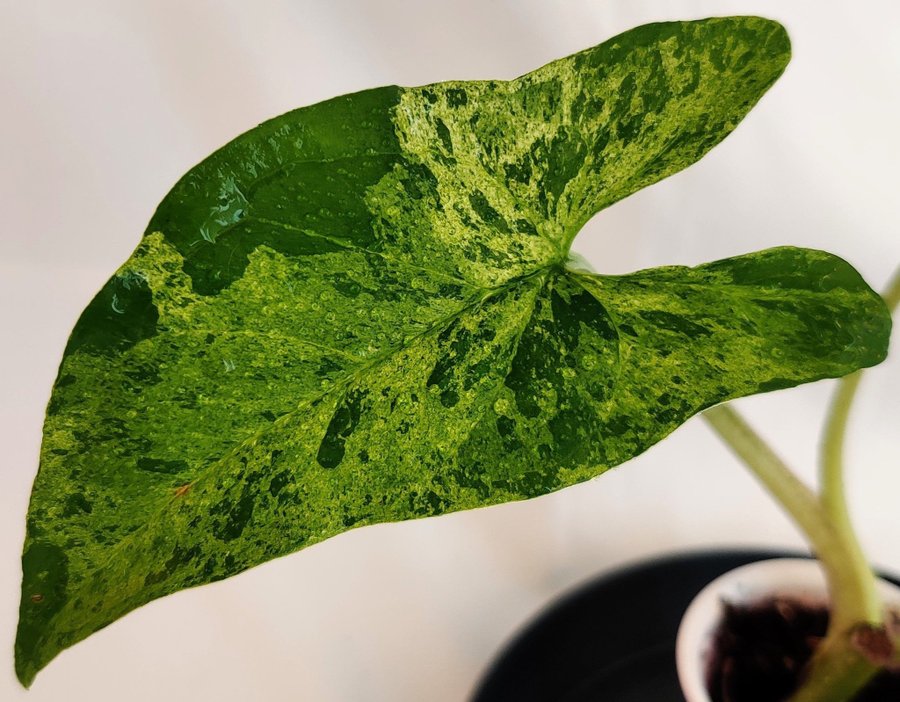 Syngonium podophyllum ’Mottled Mojito’ nr 10