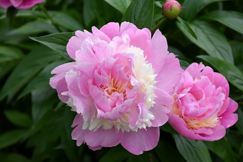 Pion lactiflora 'Sorbet'