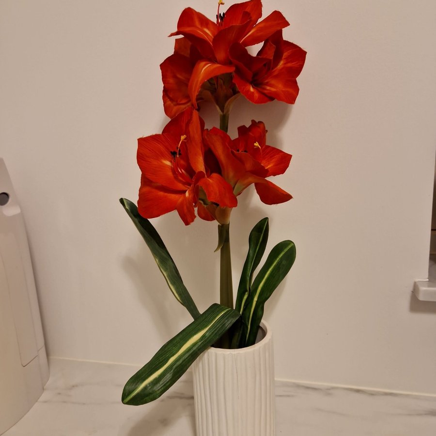 Amaryllis