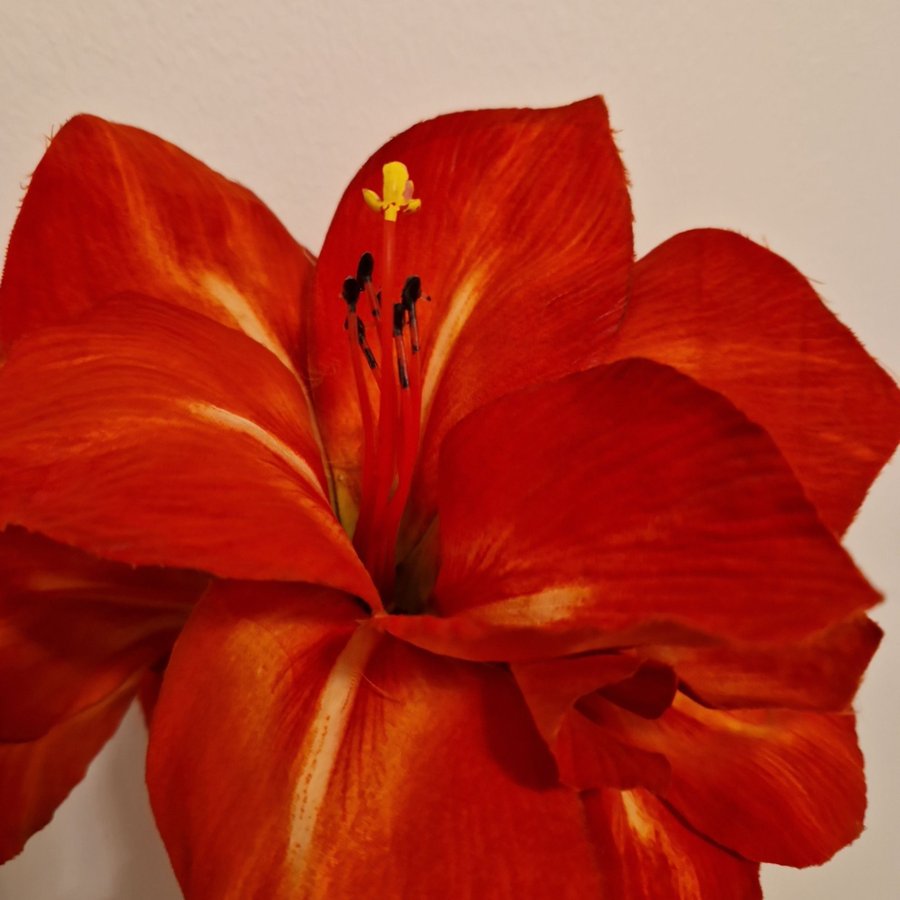 Amaryllis