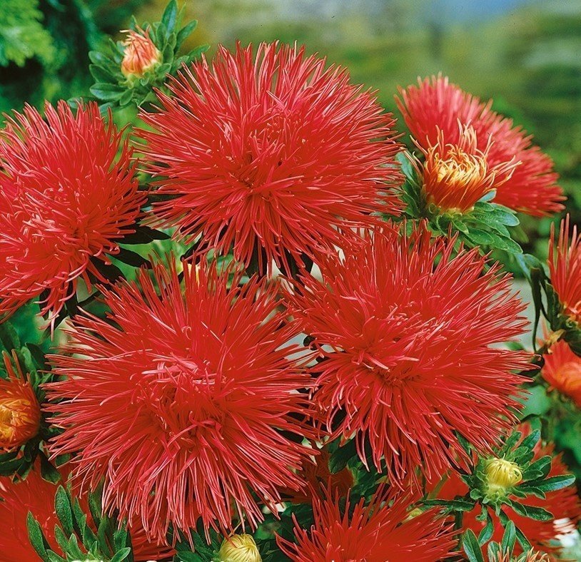 Aster, nålbladsaster Röd, höjd 50-70 cm, 50 frön