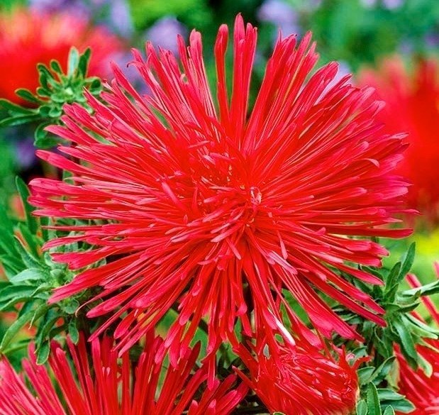 Aster, nålbladsaster Röd, höjd 50-70 cm, 50 frön