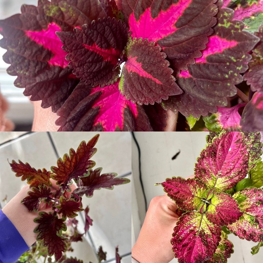 Rotade Sticklingar 3st Palettblad Coleus China Rose Theatre Velvet Avatar