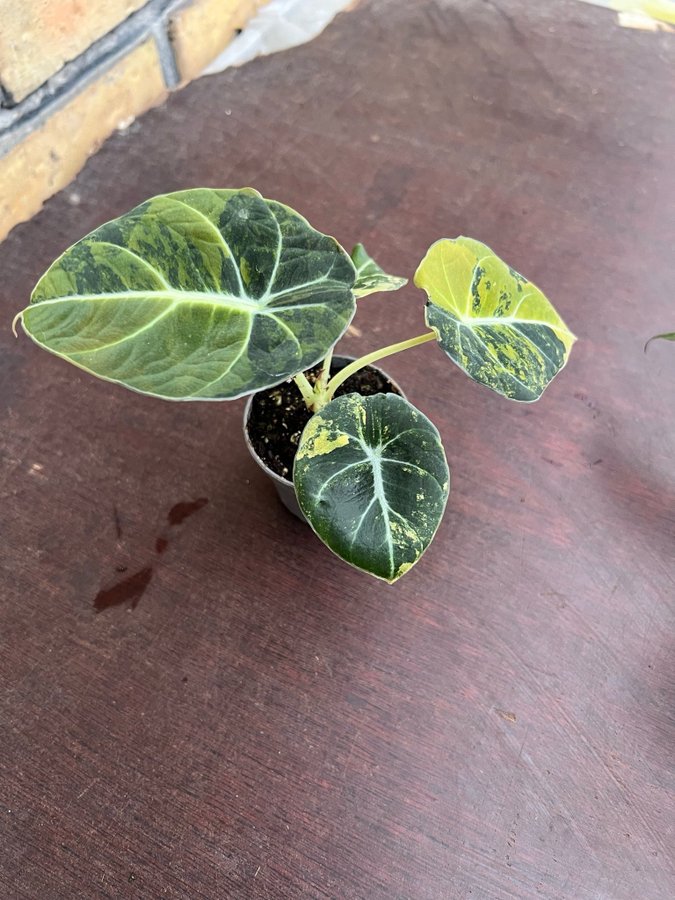 Alocasia Black Velvet Gold Variegata