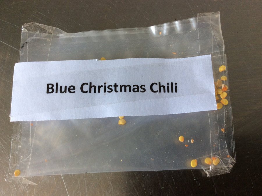 CHILIFRÖN BLUE CRISTMAS CHILI frön i påse