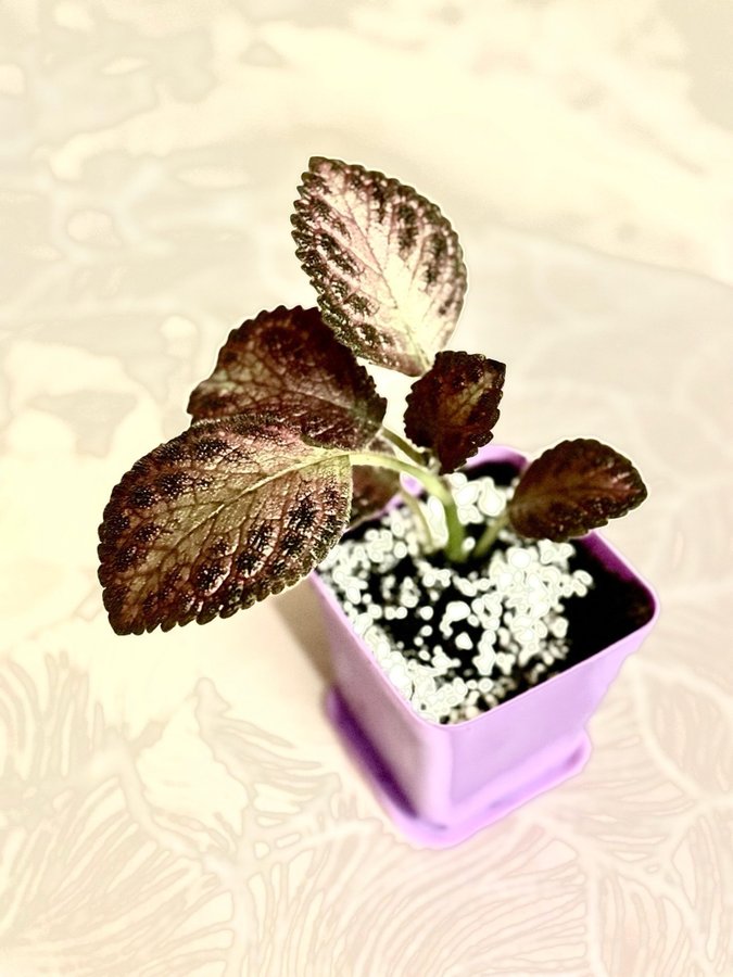 Episcia 'Kopparblad "Malayan Gem'