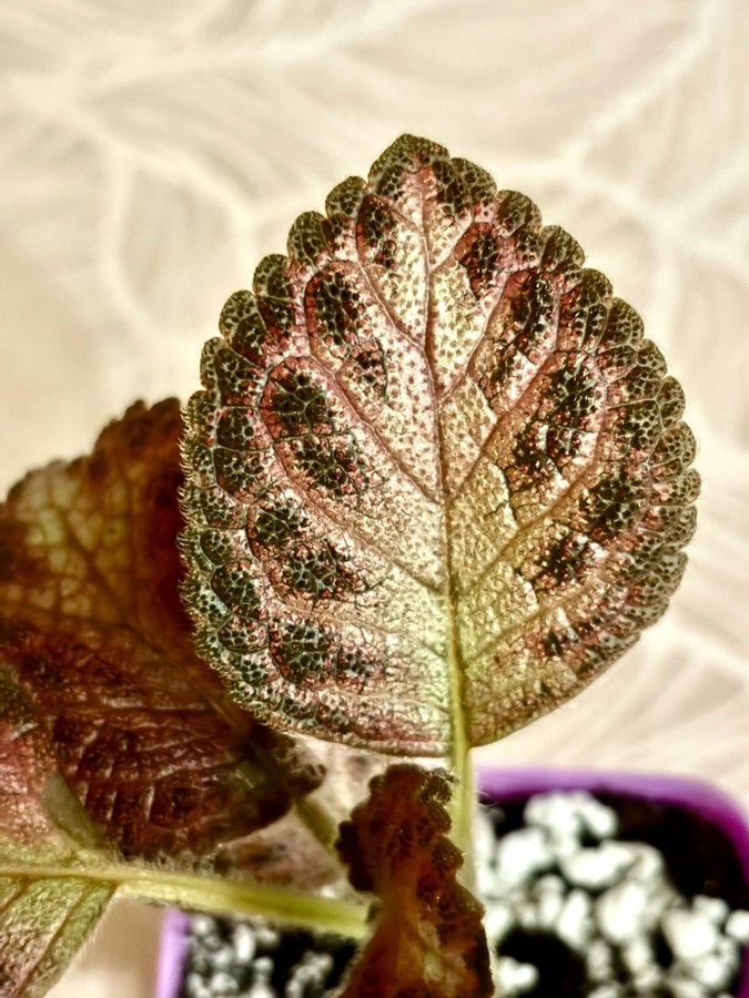 Episcia 'Kopparblad "Malayan Gem'