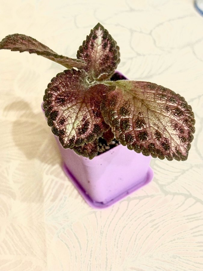 Episcia 'Kopparblad "Malayan Gem'