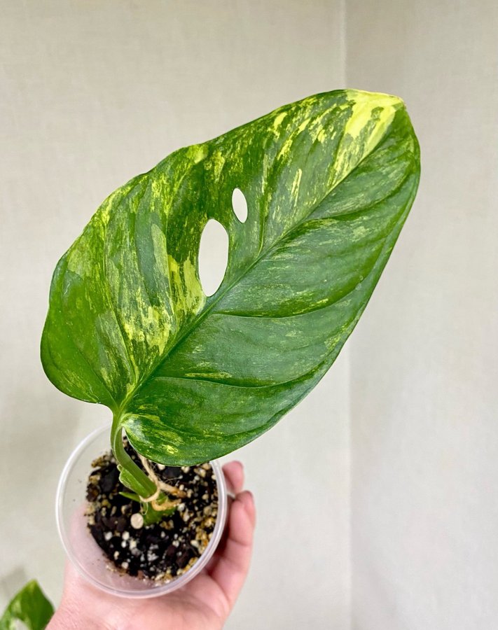 Raritet, Monstera Obliqua Muyuna Variegata